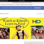 Americankitten.com Logins